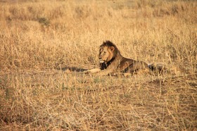 格安！動物の楽園タンザニアサファリ5泊6日の旅－マニヤラ湖・セレンゲティ・ンゴロンゴロ・タランギーレ【アルーシャ発/ 専用車/英語ドライバーガイド】