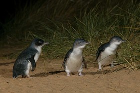ペンギンパレードとフィリップ島（コアラ＆カンガルー）