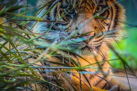 タロンガ動物園入場チケットとシドニー湾クルーズ【2日間パスまたは往復フェリー】