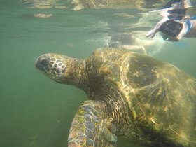 ガラパゴス諸島3泊4日【バルトラ空港発/ホテル3泊/英語ガイド】