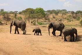 格安！動物の楽園タンザニアサファリ2泊3日の旅－マニヤラ湖・ンゴロンゴロ 【アルーシャ発/ 専用車/ 英語ドライバーガイド】