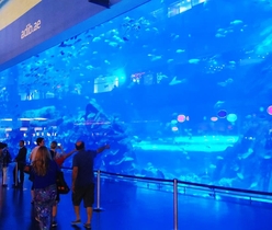 【入場チケット】ドバイ水族館 in ドバイモール