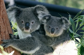 シドニーを代表する動物園 タロンガズー