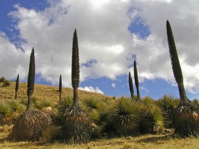 世界一の高さの花「プヤ・ライモンディ」と「パストルリ氷河」1日観光