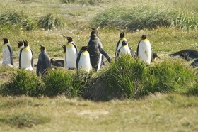 ペンギン鑑賞とティエラデルフエゴ島1日ツアー【プンタアレーナス発/ 混乗】