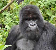 ヨハネスブルグ発ルワンダサファリ 野生のゴリラに出会う3泊4日【ヨハネスブルグ空港発着往復航空券付】