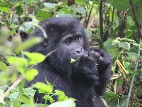 ウガンダ・ブウィンディ国立公園ゴリラトレッキング4泊5日【ヨハネスブルク空港発着/ ヨハネスブルク～エンテベ往復航空券＋ホテル＋ツアー＋空港送迎＋ゴリラ許可証】