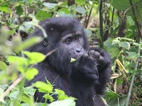 ヨハネスブルグ発ウガンダサファリツアー 野生のゴリラに出会う3泊4日【ヨハネスブルグ空港発着往復航空券】