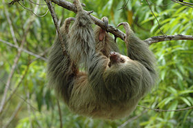 野生動物の宝庫！マヌエル・アントニオ国立公園【サンホセ発着】