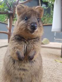 クォッカとコアラに会える動物園!!!キュランダコアラガーデン・入場券のみ