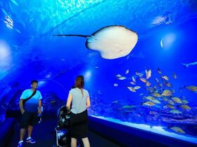 ちょっと早めの夕食を楽しむ！ケアンズ水族館トワイライトツアー【夕食付 】2025年6月30日まで