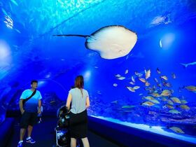 ちょっと早めの夕食を楽しむ！ケアンズ水族館トワイライトツアー【夕食付 】