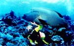 5日間 PADI レスキュー・ダイバー(EFR込み)