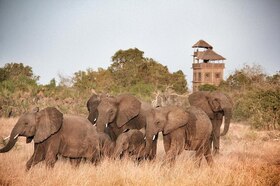 ダルエスサラーム発着 動物たちがすぐそこに！動物保護区 サーダニ国立公園近くに泊まる2泊3日【ダルエスサラーム発着フライト / 宿泊 BABS' CAMP 2泊 / ゲームサファリ / 全食事付き】