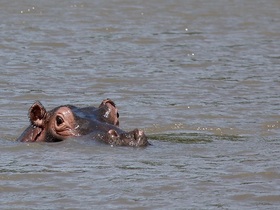 南タンザニア セルース動物保護区に泊まる2泊3日パッケージツアー【ダルエスサラーム空港発往復フライト付き/ 宿泊2泊 / ゲームサファリ / 全食事付き】