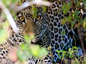 ナイロビ空港発着 セルース動物保護区に泊まる2泊3日パッケージツアー【ナイロビ発航空券 / 宿泊2泊 / ゲームサファリ / 全食事付き】