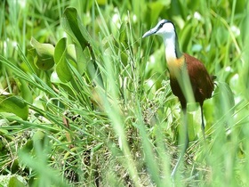 セレンゲティ国立公園がすぐそこ！リトルオカバンゴキャンプ2泊3日【宿泊2泊 / ゲームサファリ / 全食事付き】