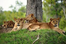 ザンジバル発着 動物たちがすぐそこに！動物保護区 サーダニ国立公園近くに泊まる2泊3日【ザンジバル発着フライト / 宿泊 BABS' CAMP 2泊 / ゲームサファリ / 全食事付き】