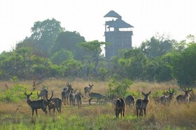 ヨハネスブルグ発着 動物たちがすぐそこに！動物保護区 サーダニ国立公園近くに泊まる3泊4日【ヨハネスブルグ発フライト(ダルエスサラーム経由) / 宿泊 BABS' CAMP 3泊 / ゲームサファリ / 全食事付き】