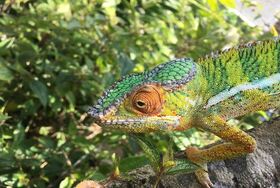 『アイアイ』に会いに行く！ マダガスカルの自然、動物たちに出会う4泊5日【アンタナナリボ空港送迎 / 宿泊4泊 / 英語ガイド / 全食事】