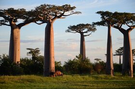 バオバブの木で有名なモロンダバ 4泊5日【ヨハネスブルグ発往復航空券 / 空港送迎 / アンタナナリボ市内2泊+モロンダバ2泊 / 日本語ガイド / 全食事】