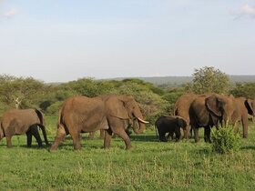 マサイマラ・ムパタサファリ・デラックスルーム豪華 5日間パッケージ【ロンドン発航空券 / マサイマラ宿泊2泊 ナイロビ市内1泊/ アクティビティー】