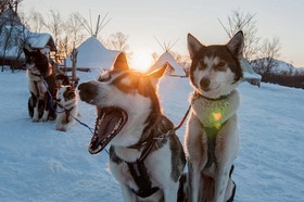 犬ぞり体験、アイスドーム観光＆トナカイ鑑賞【ドリンク＆軽食付 / 12～3月】