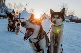 犬ぞり体験、アイスドーム＆トナカイファーム観光【ドリンク＆軽食付 / 12～3月】