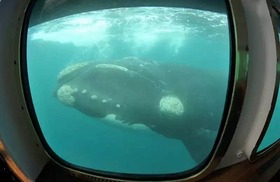 潜水艦で行くクジラウォッチング【英語ガイド】