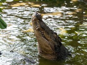 ダーウィン市内観光とジャンピングクロコダイルツアー