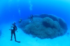 東洋のガラパゴスを体感！ネバーランド ファンダイビング【奄美大島笠利町】