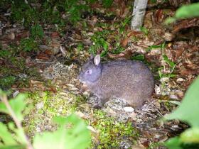 珍しい夜行性動物に会いに行こう！夜の野生生物観察コース【奄美大島名瀬】**2023年3月末まで催行中止、2024年以降未定**