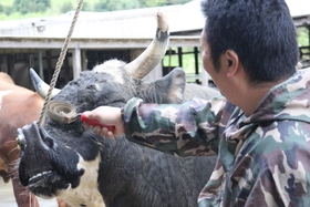 徳之島の闘牛文化-本物に直接触れてみよう!! 闘牛ふれあい体験