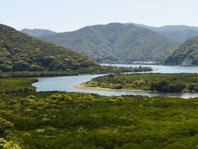 観光遊覧船に乗ってマングローブ探検！小さいお子様も参加可能【奄美大島住用町】