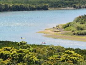 マングローブでサバイバル川下り！スリルを楽しむカヌーツーリング【奄美大島住用町】