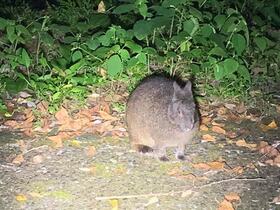 アマミノクロウサギに会いに行こう！野生生物観察ナイトツアー【奄美大島住用町】