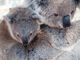 ハートリース動物園入園券＋ケアンズ送迎付き【半日または1日ツアー】