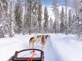 雪景色のフィンランドの森中を駆け抜ける！犬ぞりツアー【英語ガイド/ 午前】