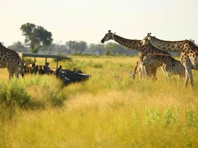 大自然とサファリを楽しむ！チョベ国立公園＆オカバンゴデルタ4泊5日【カサネ空港発、マウン空港終了/アクティビティ中の英語ガイド付き】