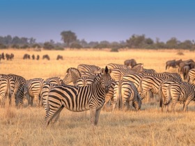 ボツワナでサファリを楽しむ！オカバンゴデルタ・モレミ動物保護区＆カラハリ砂漠 7泊8日【マウン空港発着 /英語ガイド】