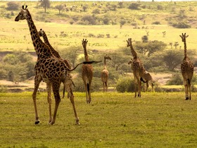 セレンゲティ国立公園・ンゴロンゴロ自然保護区・タランギーレ国立公園 4泊5日サファリ【キリマンジャロ空発アルーシャ終了/ 英語ドライバーガイド/ 4スター泊】