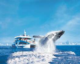 この時期だけの感動！ クジラウォッチング 〈期間限定 7月-10月末まで ゴールドコースト発着〉