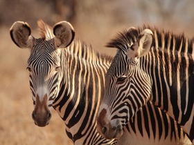 ケニアでサファリ！アンボセリ国立公園・ナクル湖国立公園・マサイマラ国立保護区5泊6日【ロッジ＆キャンプ利用/ナイロビ空港発着/ 英語ドライバーガイド】