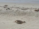最高の旅カンガルー島！