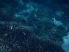 きれいな海