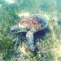 海ガメ可愛すぎ！