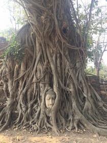 午前発アユタヤ遺跡