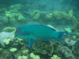 きれいな海で魚とのふれあい