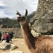 マチュピチュ１日観光