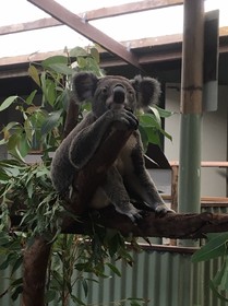 動物と距離のの近さにびっくり！